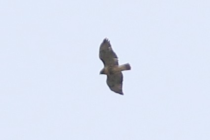 Red-tailed Hawk (abieticola) - ML643055627