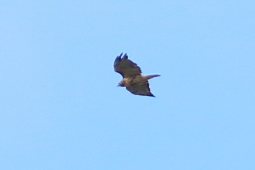 Red-tailed Hawk (abieticola) - ML643055628