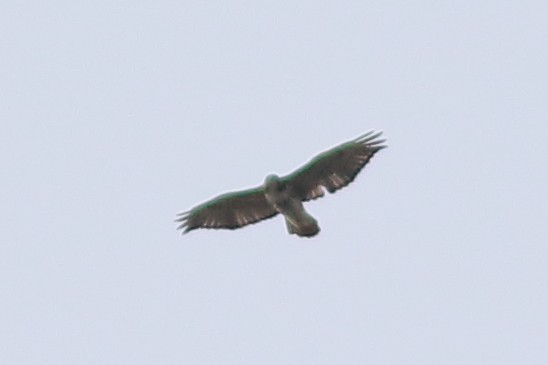 Red-tailed Hawk - ML643055637