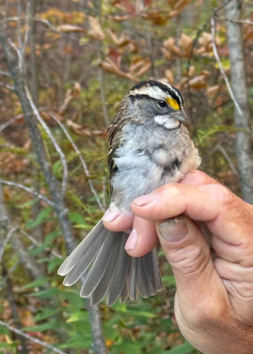 White-throated Sparrow - ML643055758