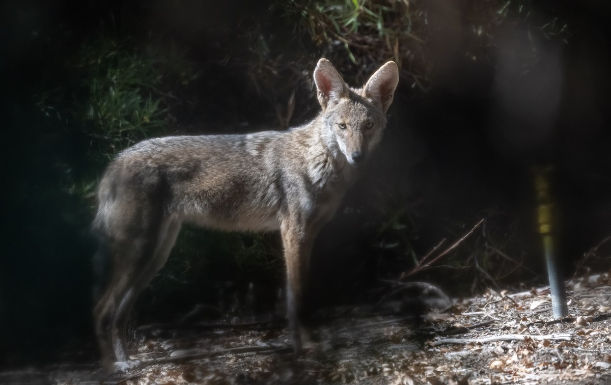 Animals - ML643055759