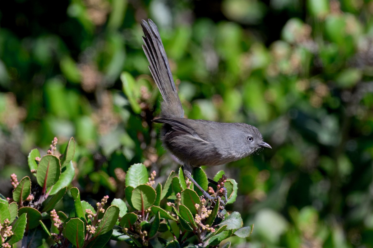 Wrentit - ML643055760