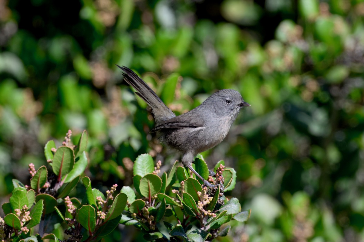 Wrentit - ML643055762