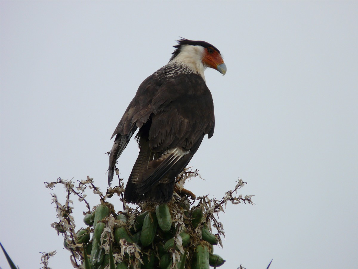 Crested Caracara (Northern) - ML643055764