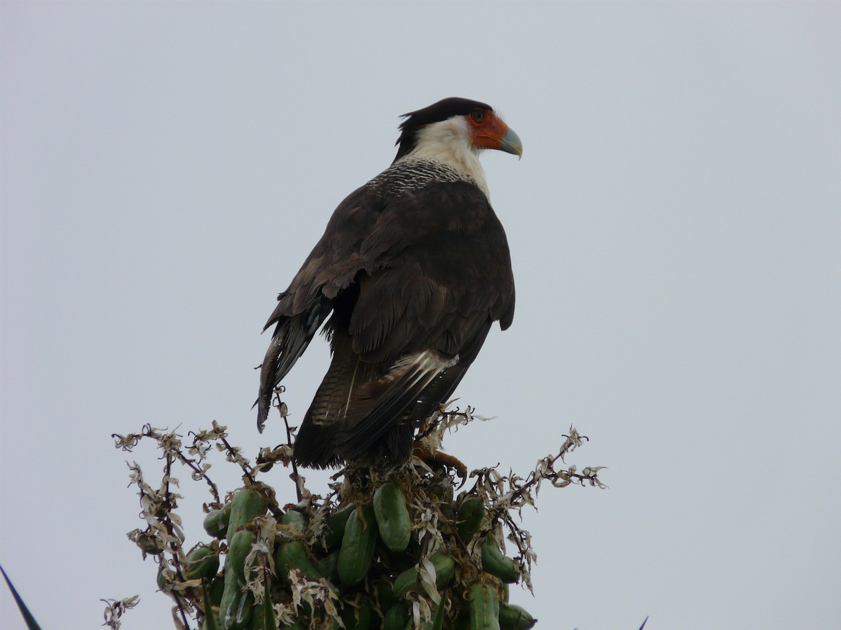 Crested Caracara (Northern) - ML643055765