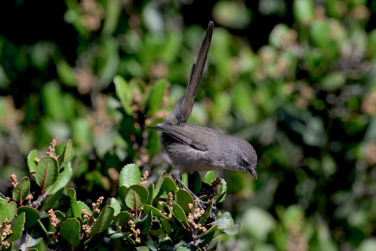 Wrentit - ML643055770