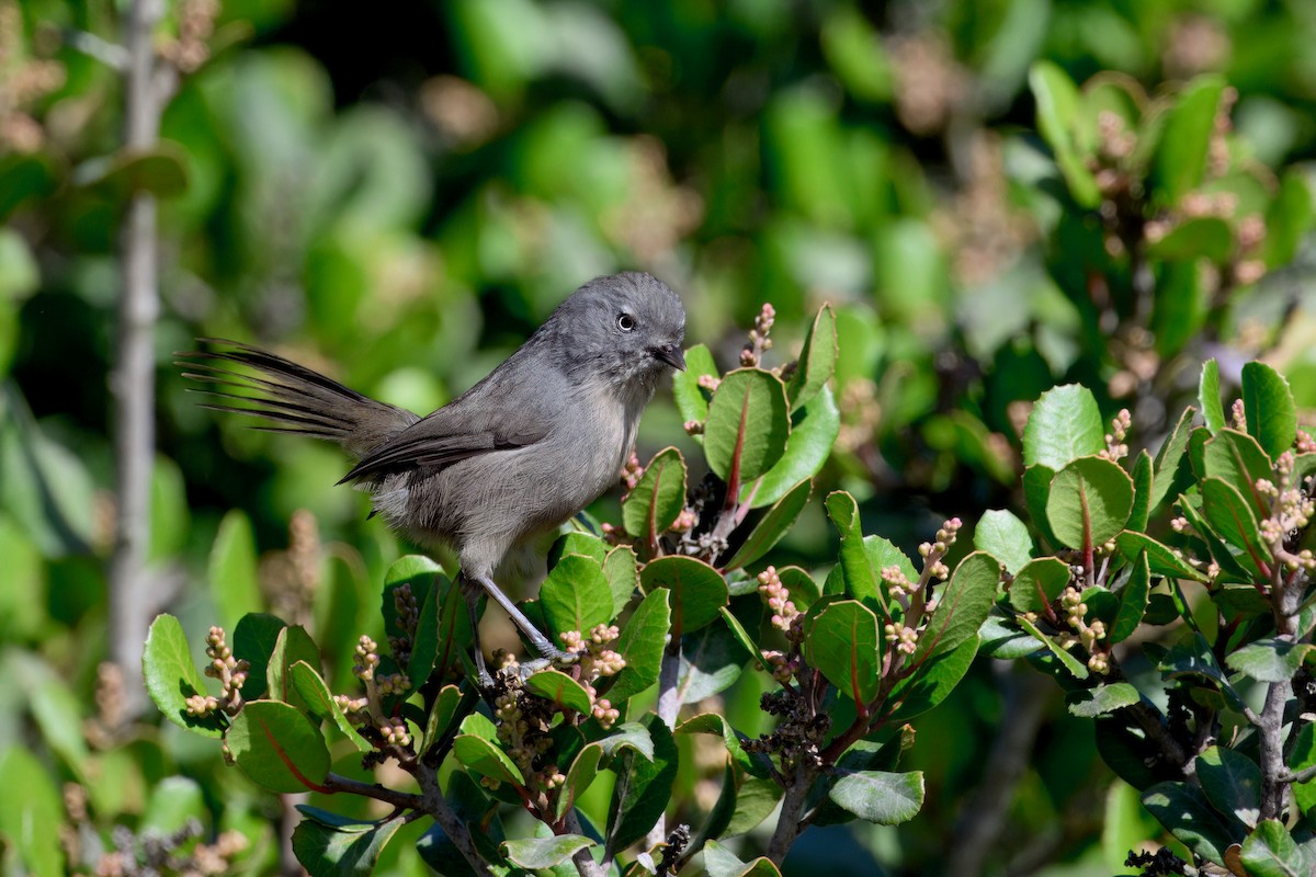 Wrentit - ML643055772