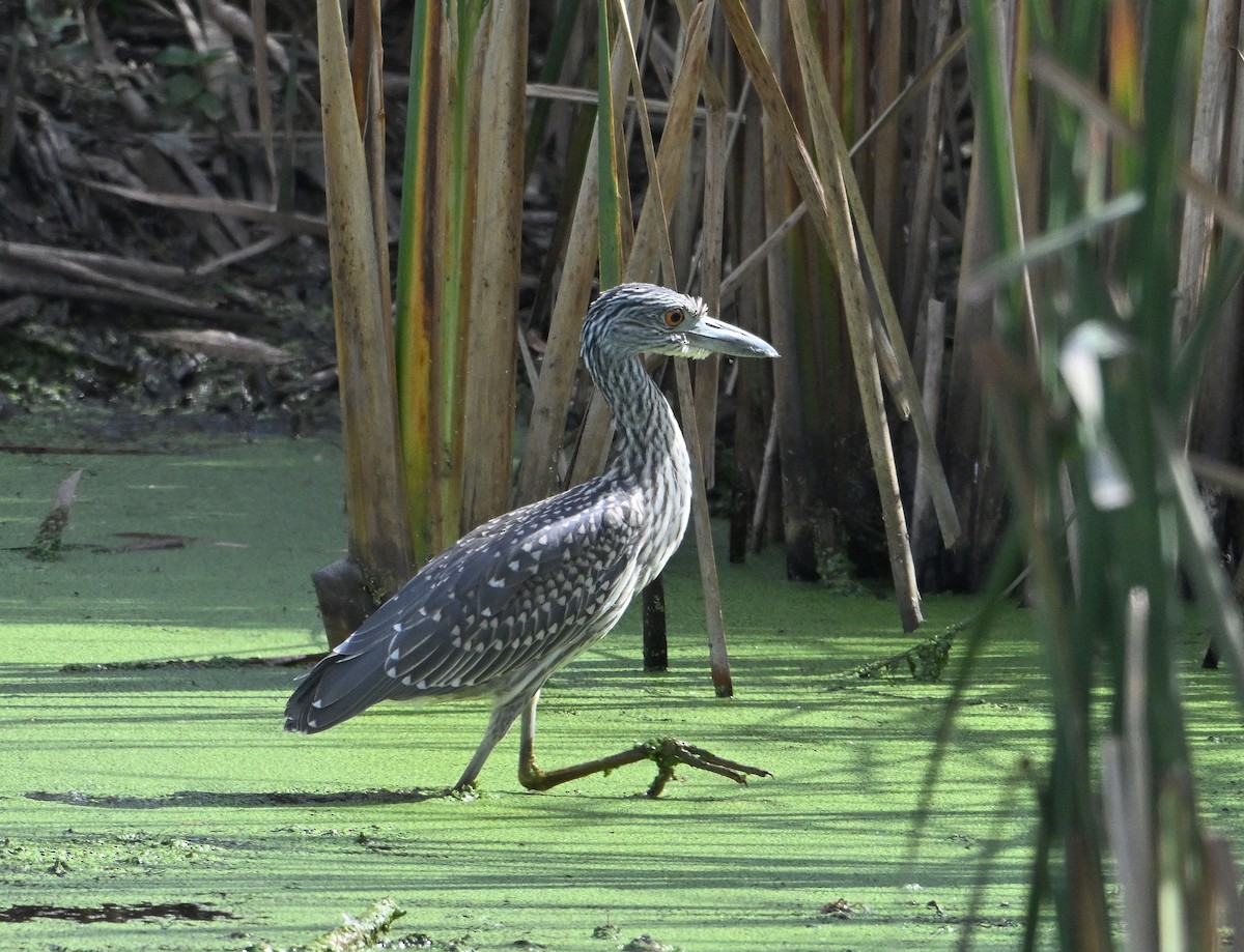 Yellow-crowned Night Heron - ML643055804