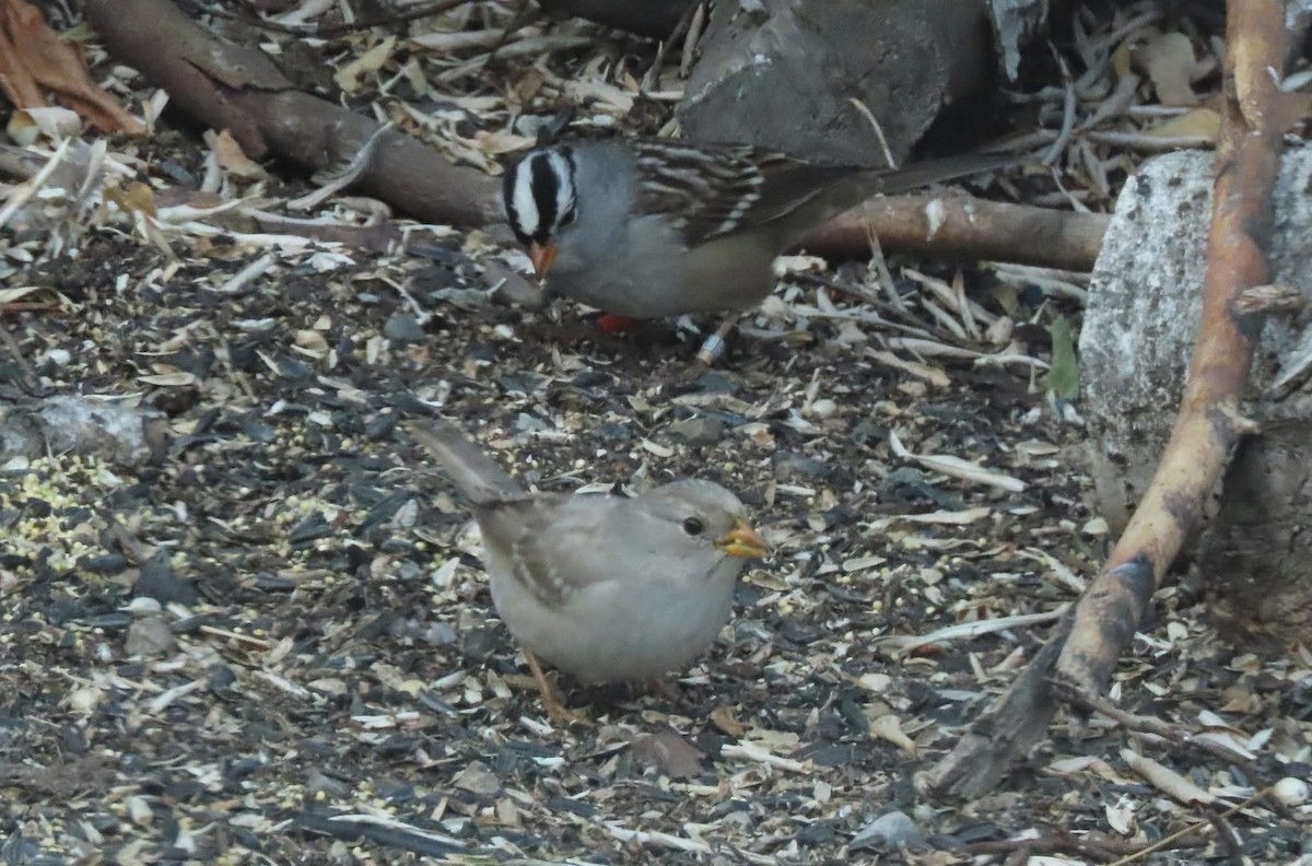 White-crowned Sparrow - ML643055822