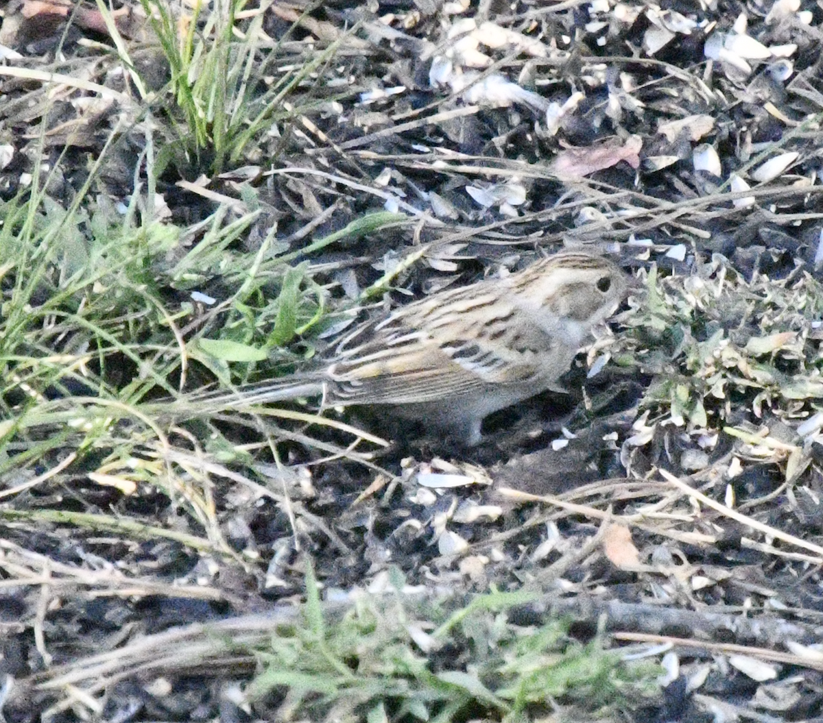Clay-colored Sparrow - ML643055834