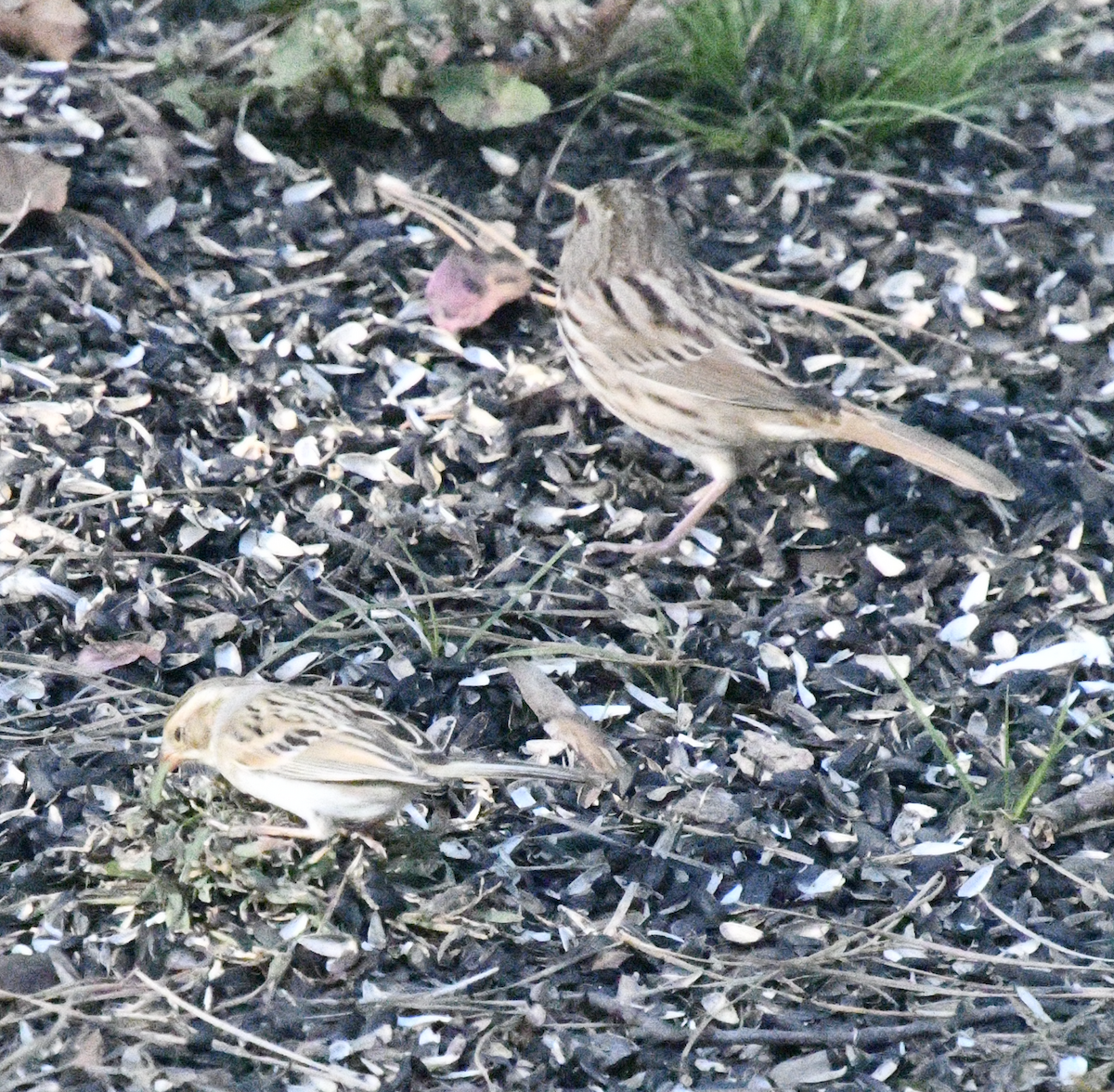 Clay-colored Sparrow - ML643055835