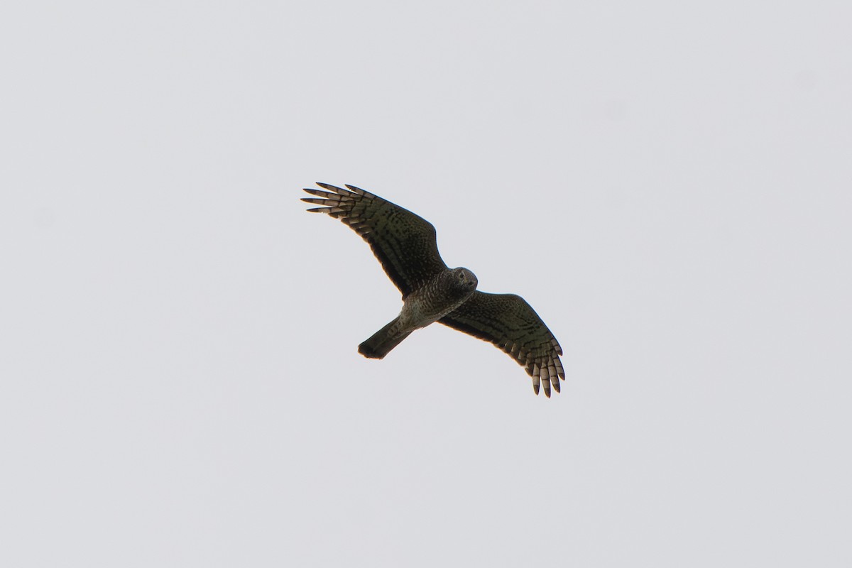 Cinereous Harrier - ML643055841