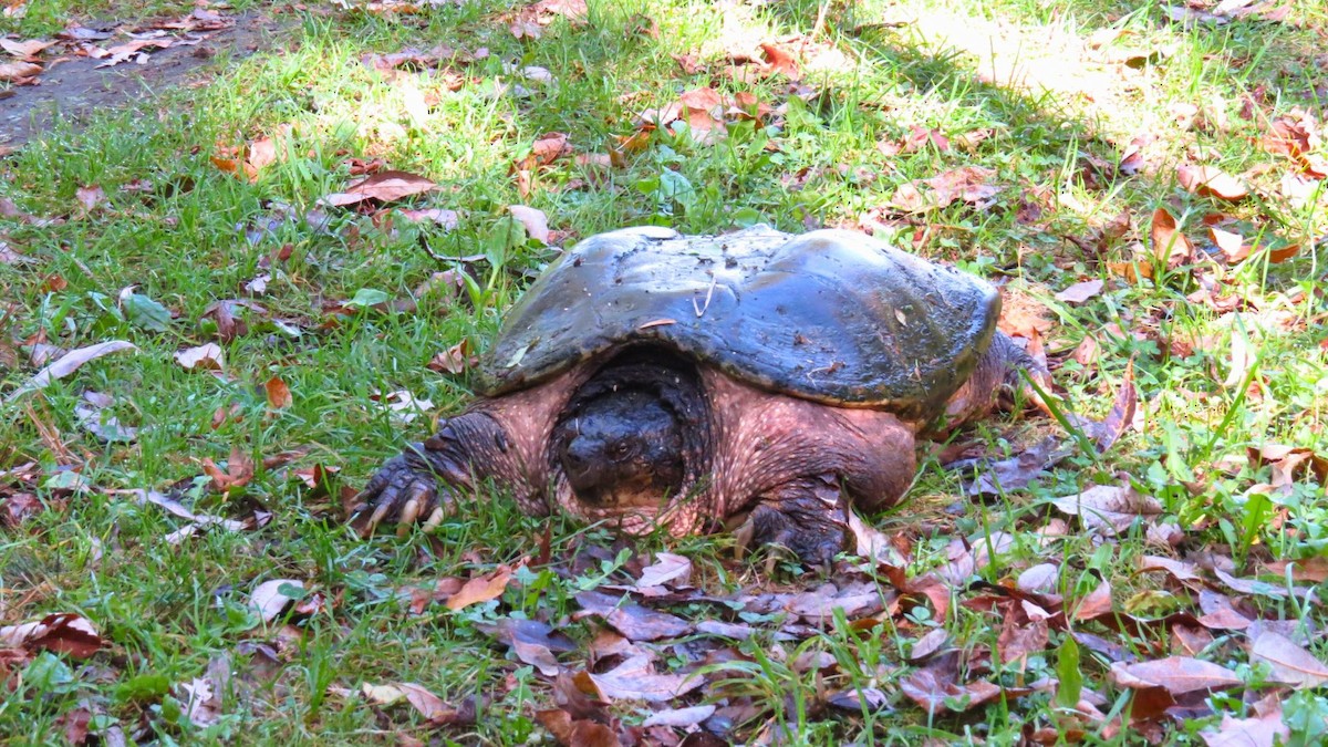 Common Snapping Turtle - ML643055848