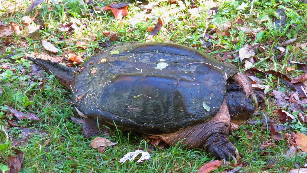 Common Snapping Turtle - ML643055851