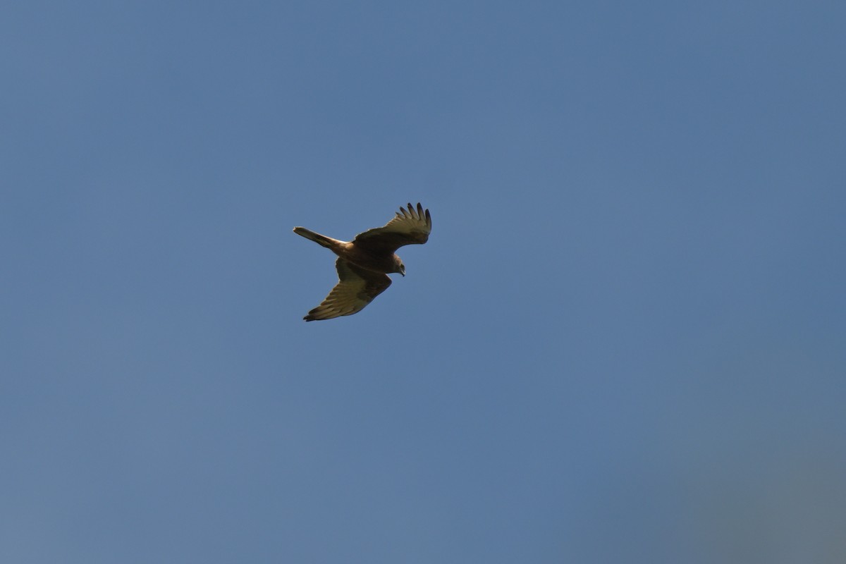 Swamp Harrier - ML643055852