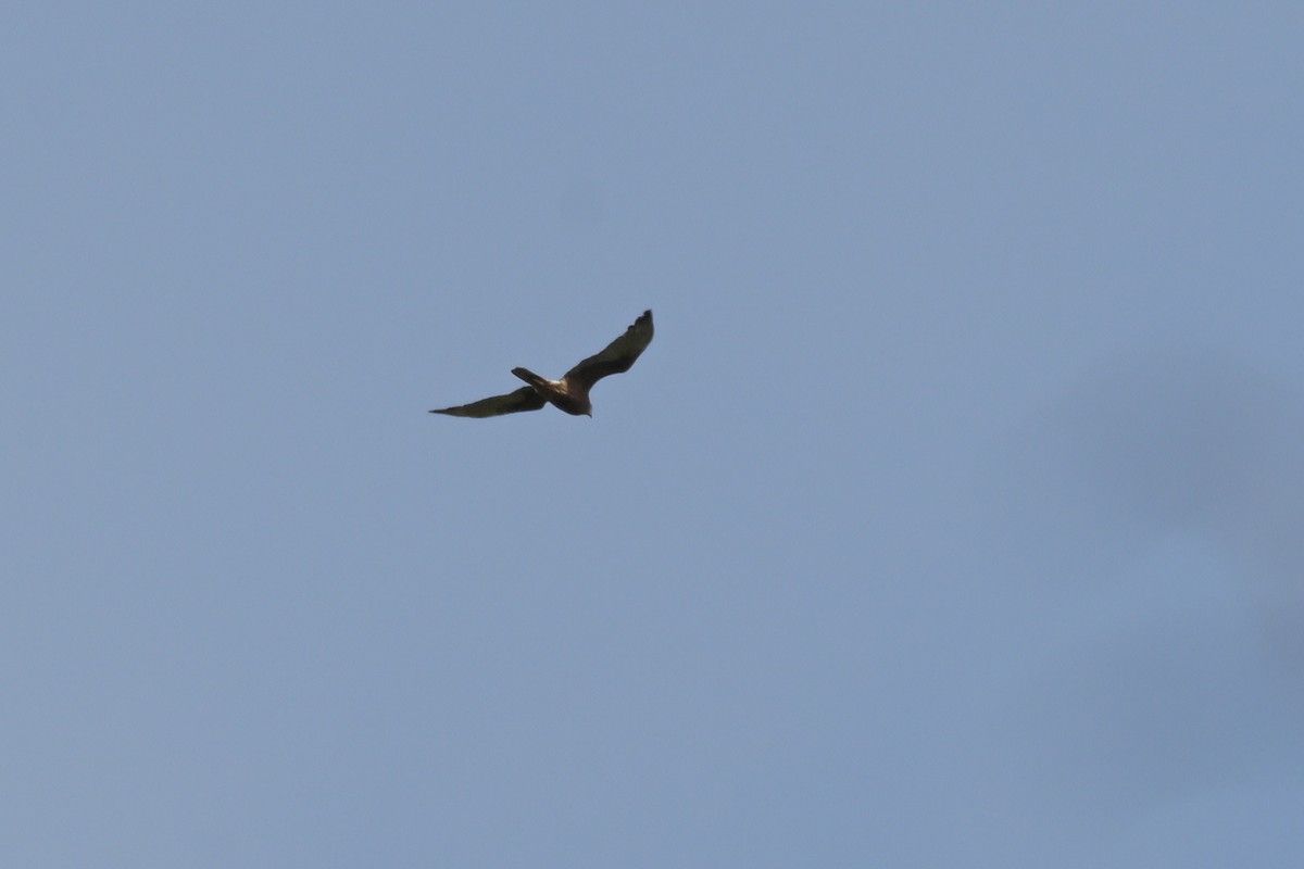 Swamp Harrier - ML643055854