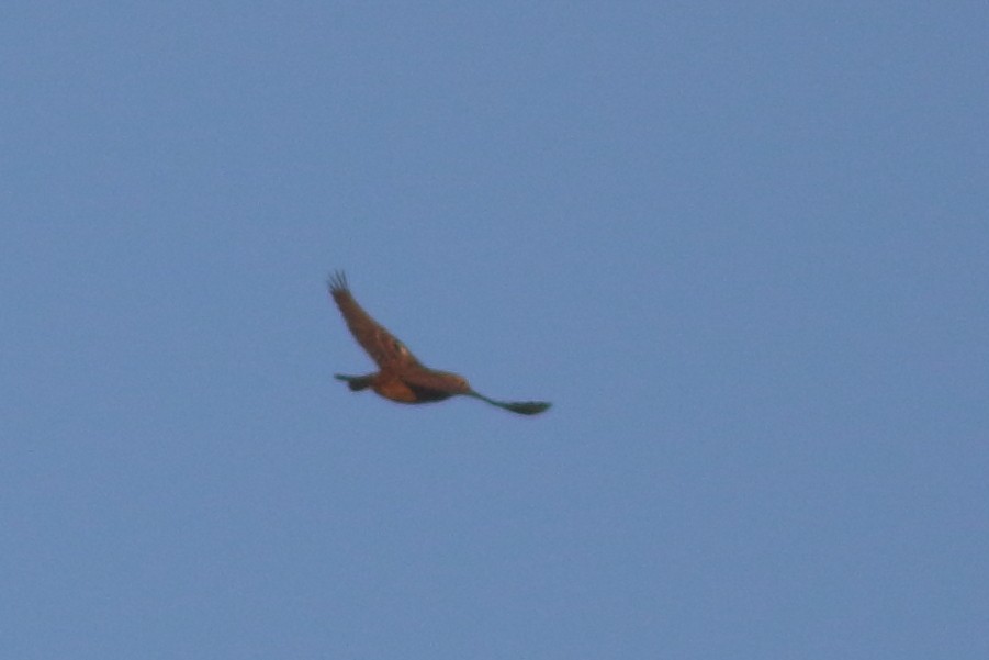 Smith's Longspur - ML643055858