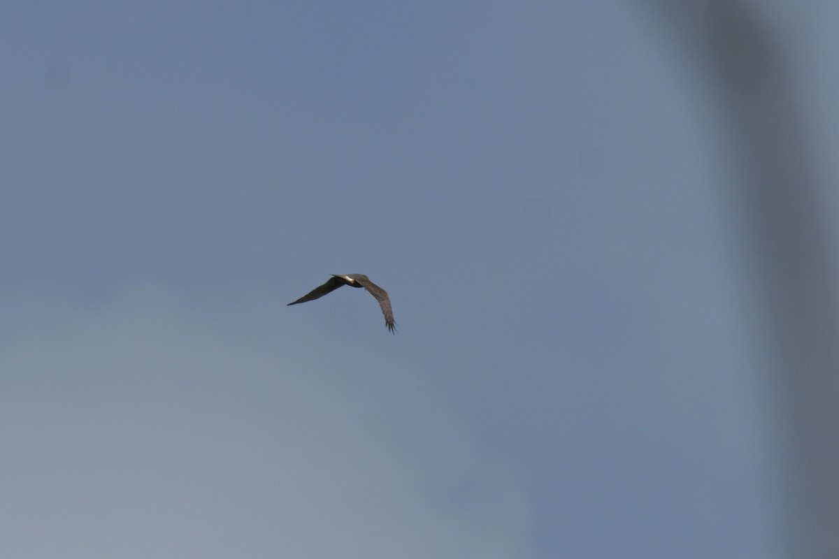 Swamp Harrier - ML643055859