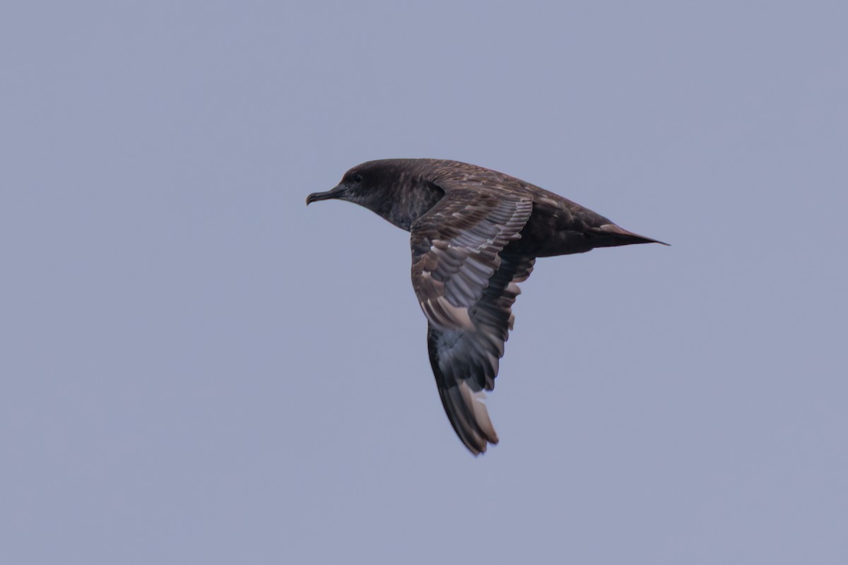 Sooty Shearwater - ML643055870