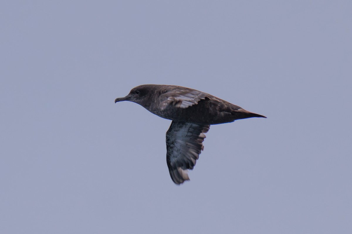 Sooty Shearwater - ML643055871