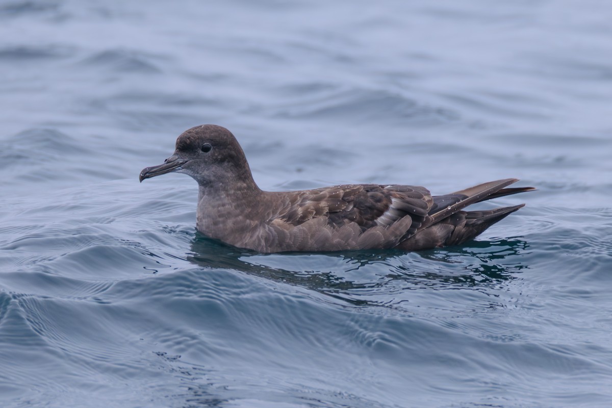 Sooty Shearwater - ML643055872