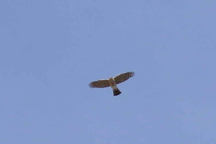 Sharp-shinned Hawk - ML643055878