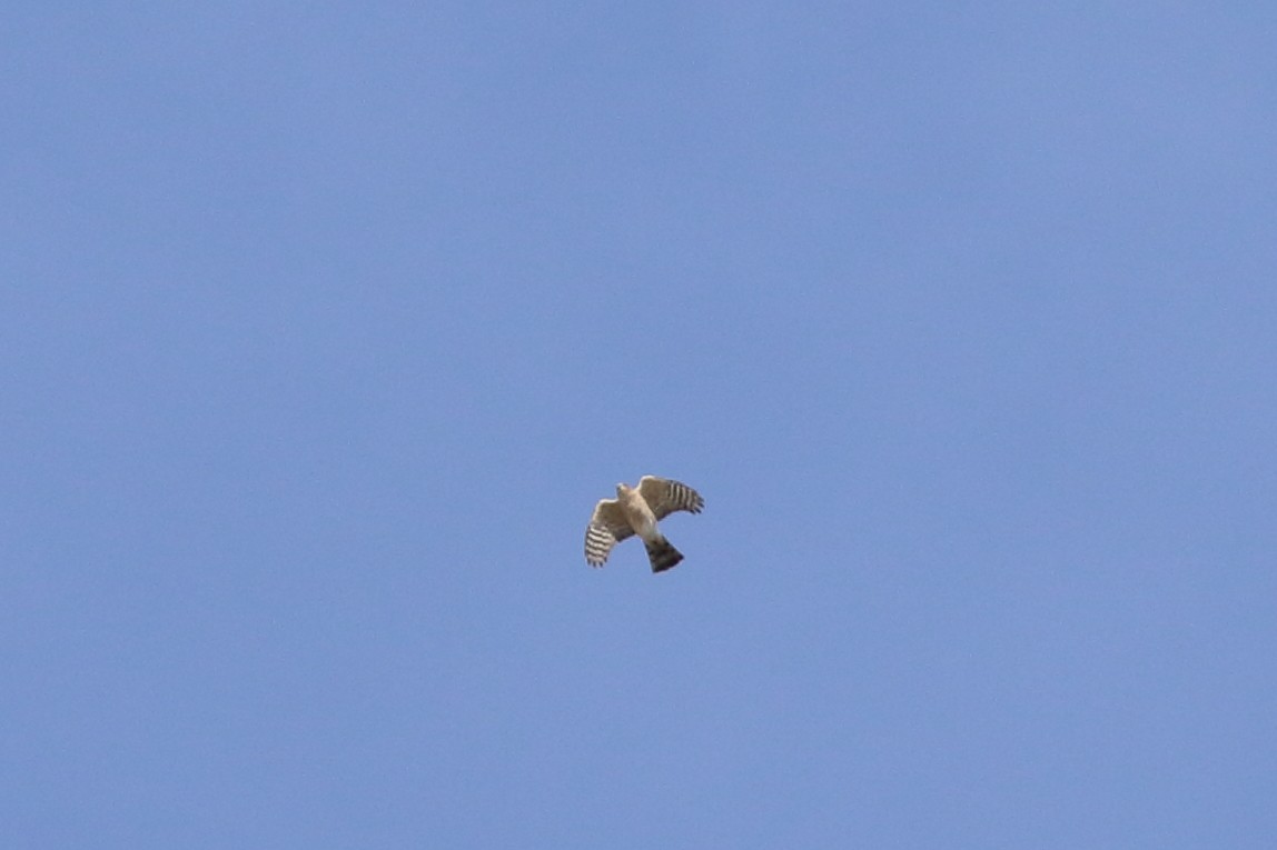 Sharp-shinned Hawk - ML643055879