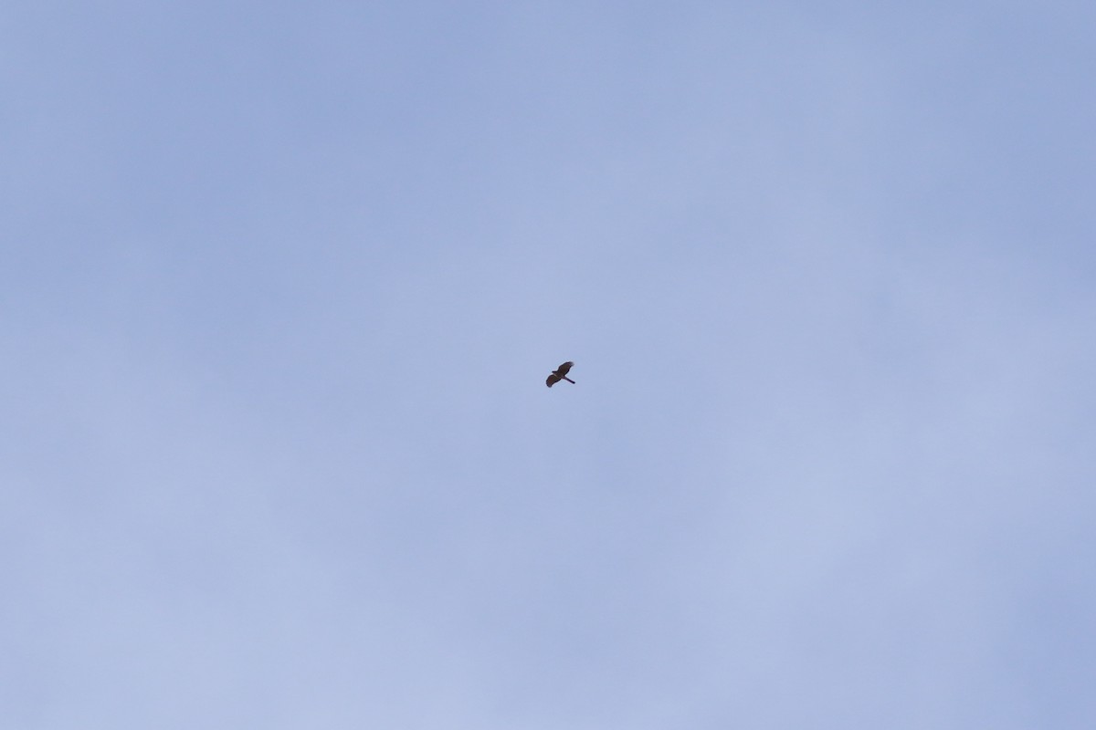 Sharp-shinned Hawk - ML643055880