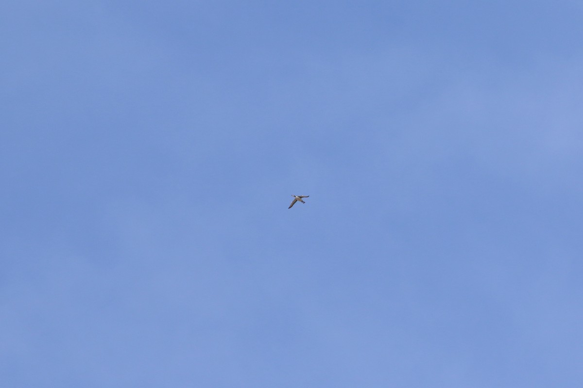 Common Loon - ML643055891