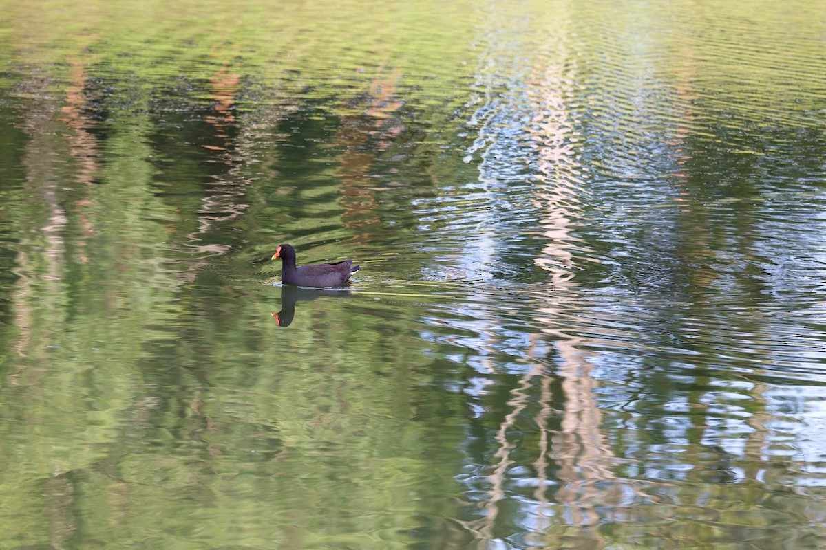 Dusky Moorhen - ML643055896