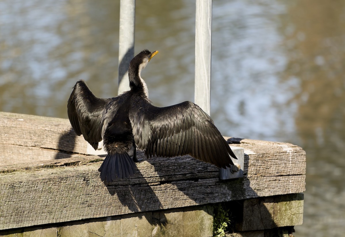 tanımsız Phalacrocoracidae sp. - ML643055901