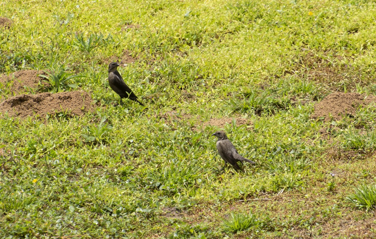 Shiny Cowbird - ML643055914