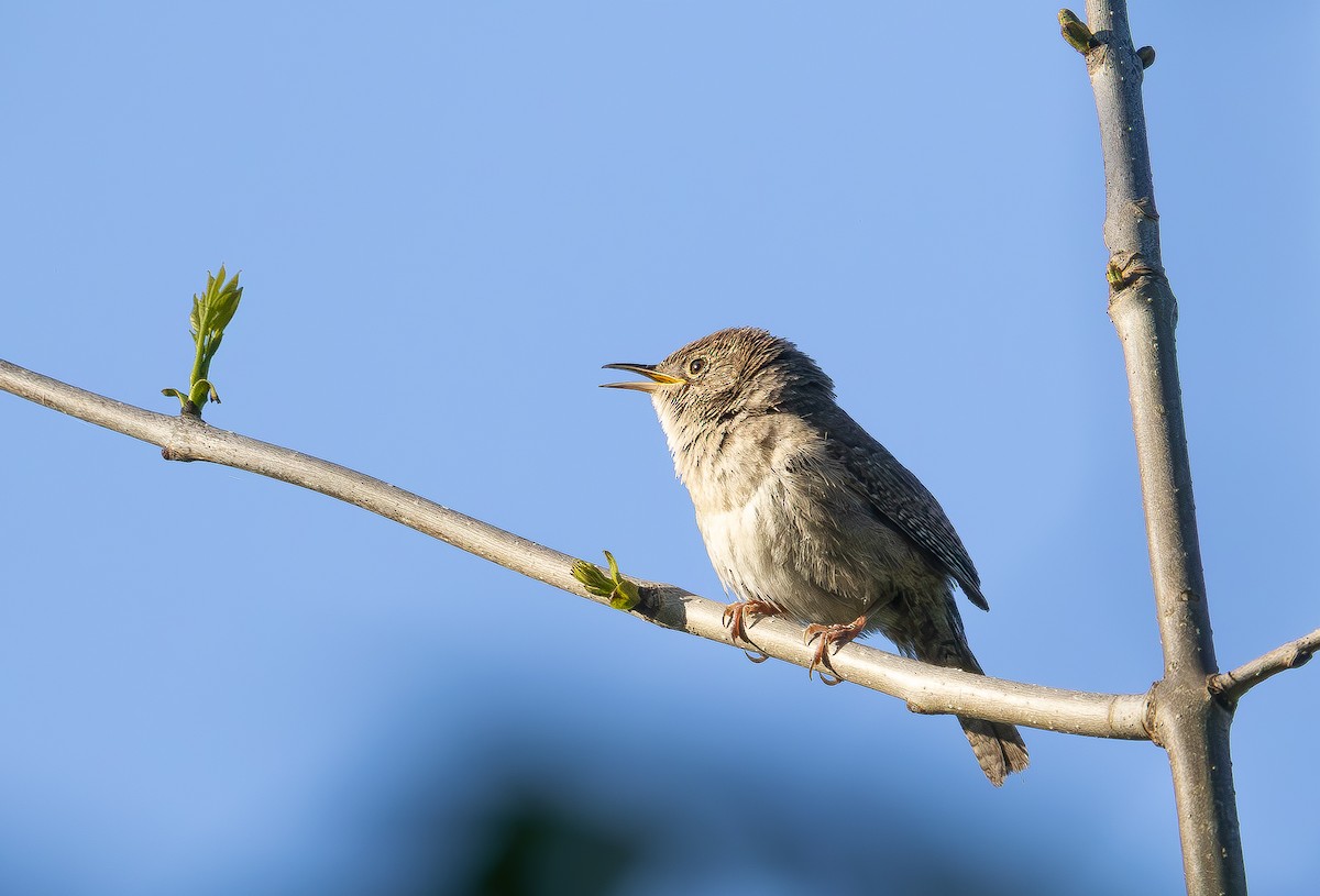 Northern House Wren - ML643055939