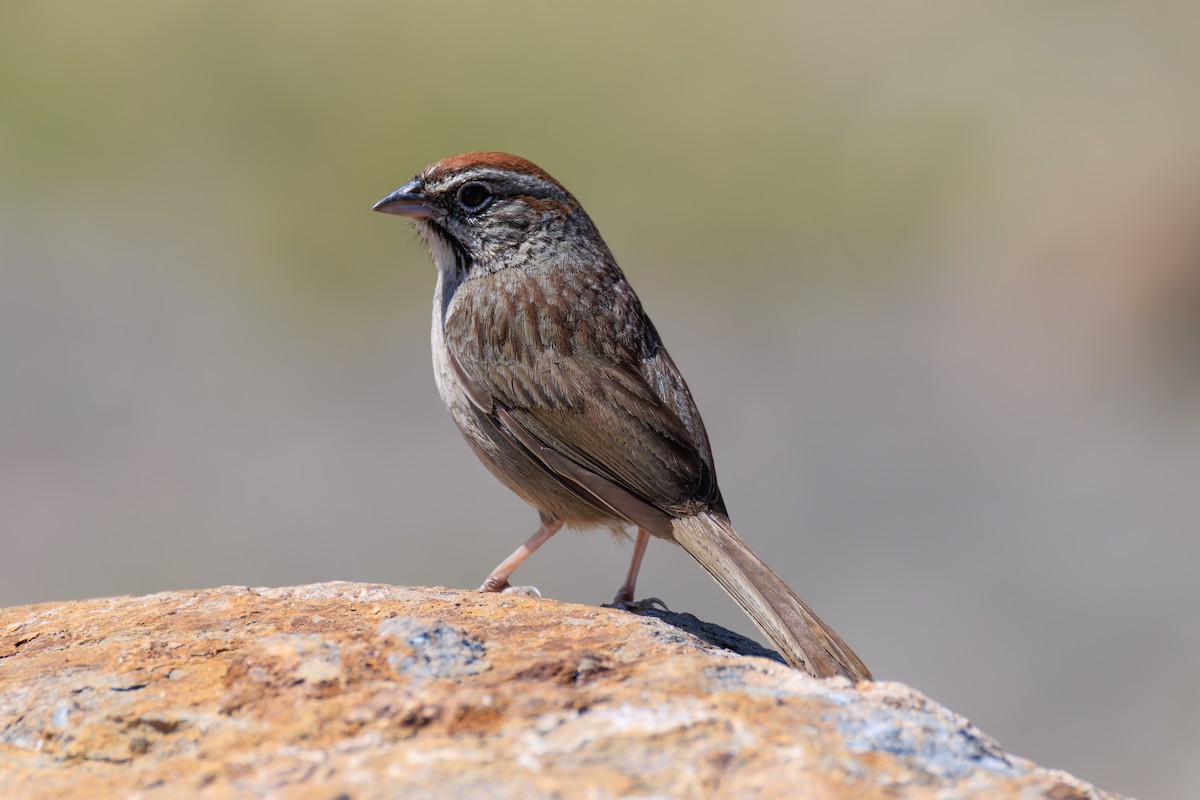 Rufous-crowned Sparrow - ML643055944