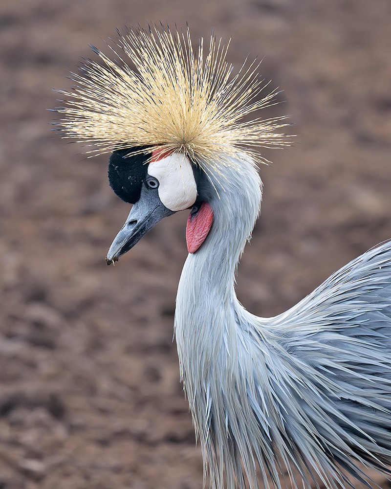 Gray Crowned-Crane - ML643055948