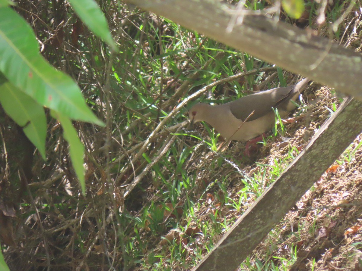 White-tipped Dove - ML643055961