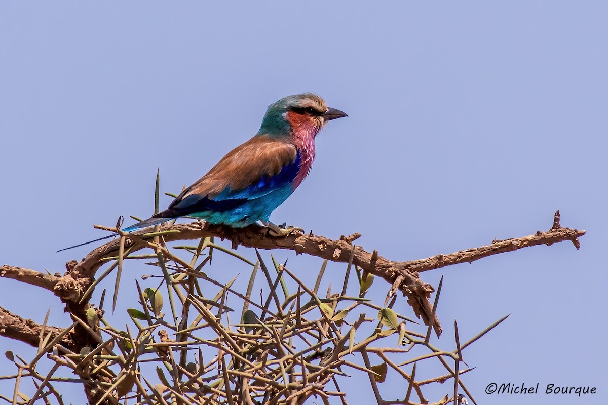 Lilac-breasted Roller - ML643055974