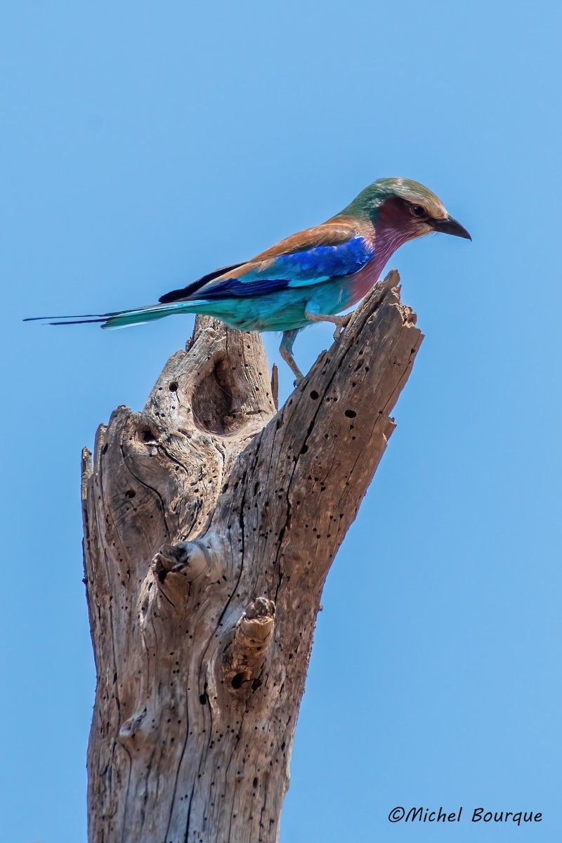 Lilac-breasted Roller - ML643055984