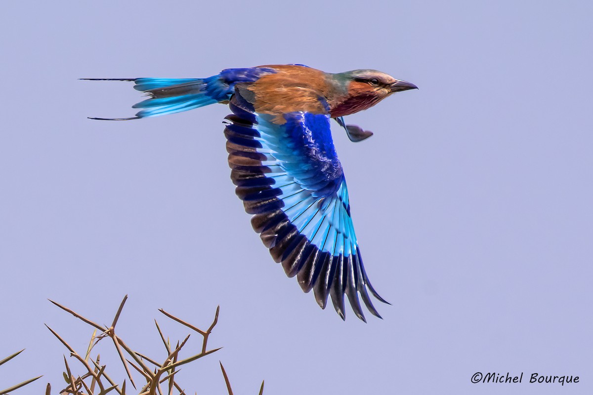 Lilac-breasted Roller - ML643055989
