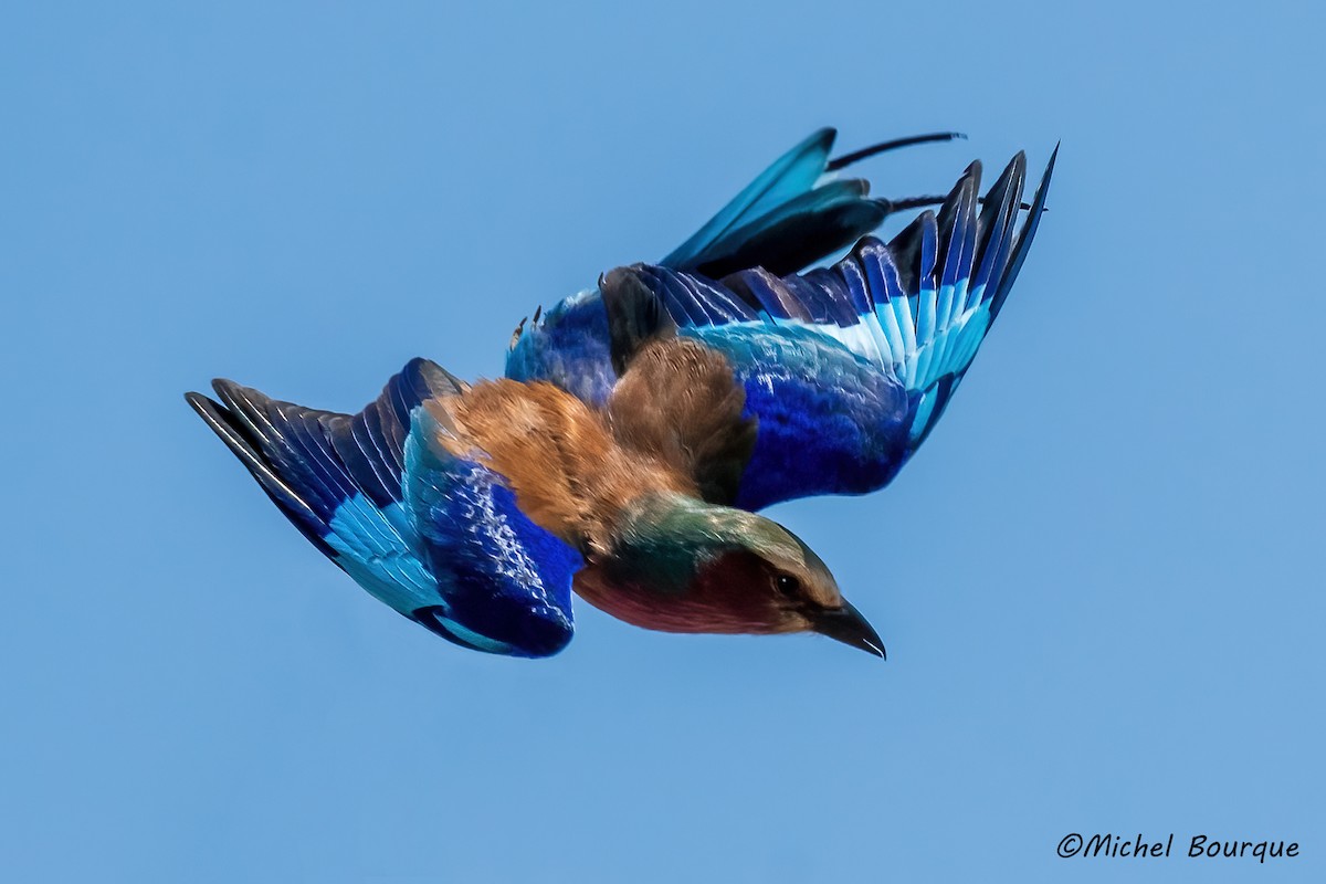 Lilac-breasted Roller - ML643055990