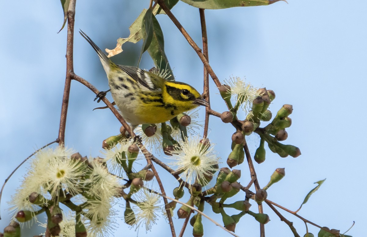 Townsend's Warbler - ML643055997