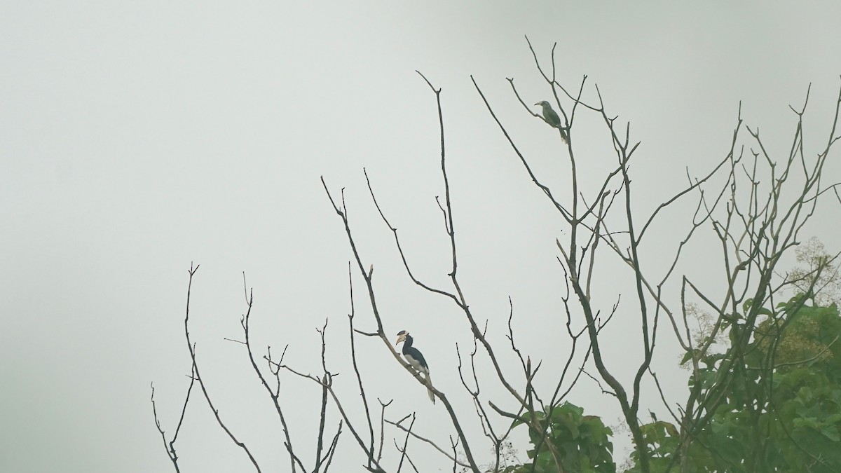 Malabar Pied-Hornbill - ML643056008
