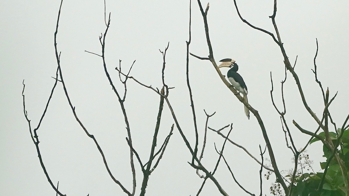 Malabar Pied-Hornbill - ML643056014