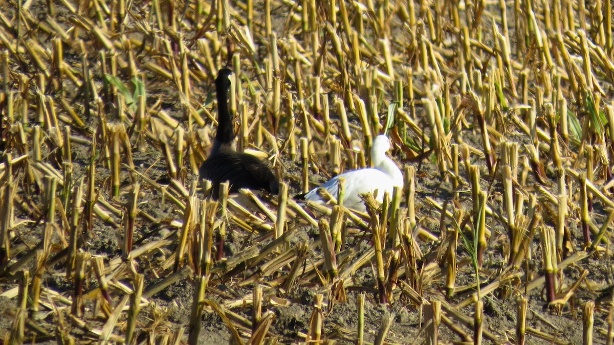 husa bělostná - ML643056020