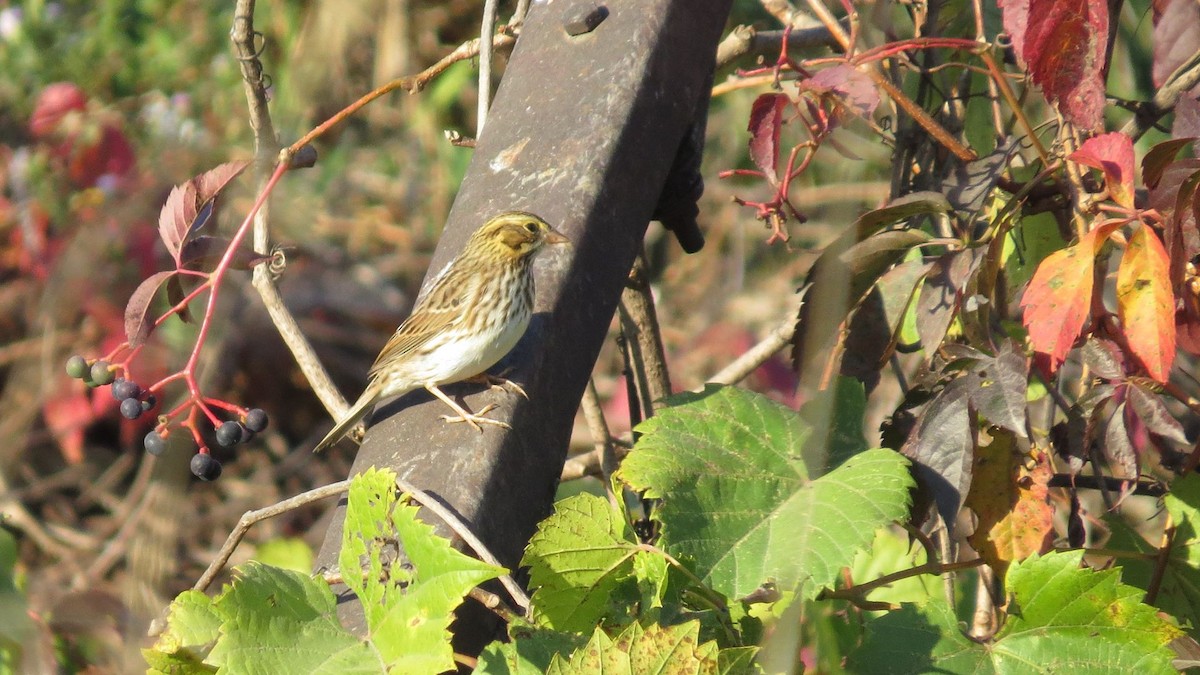 strnadec luční - ML643056037
