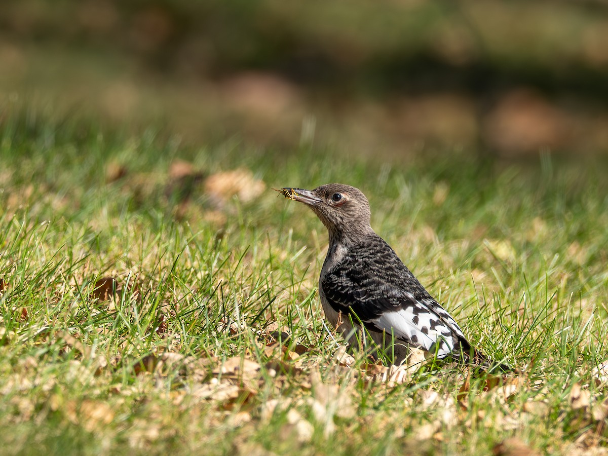 Red-headed Woodpecker - ML643056038
