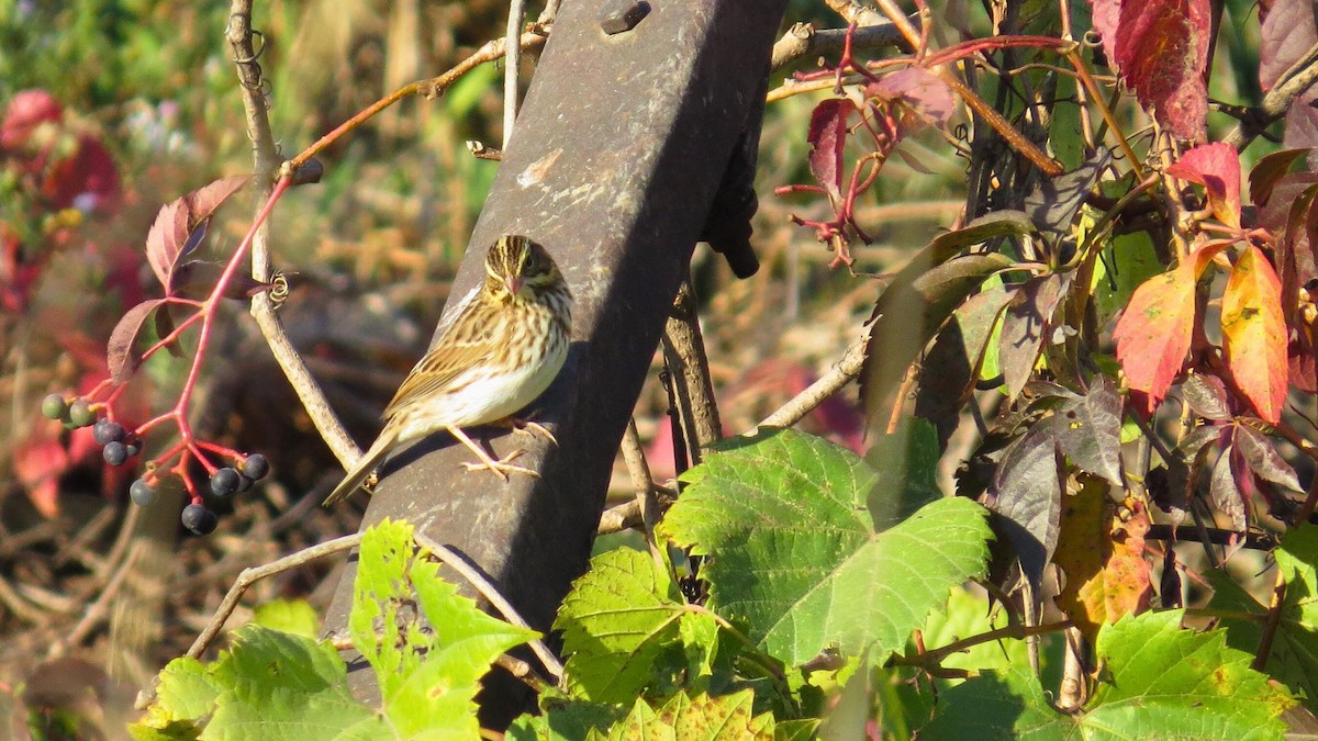 strnadec luční - ML643056040