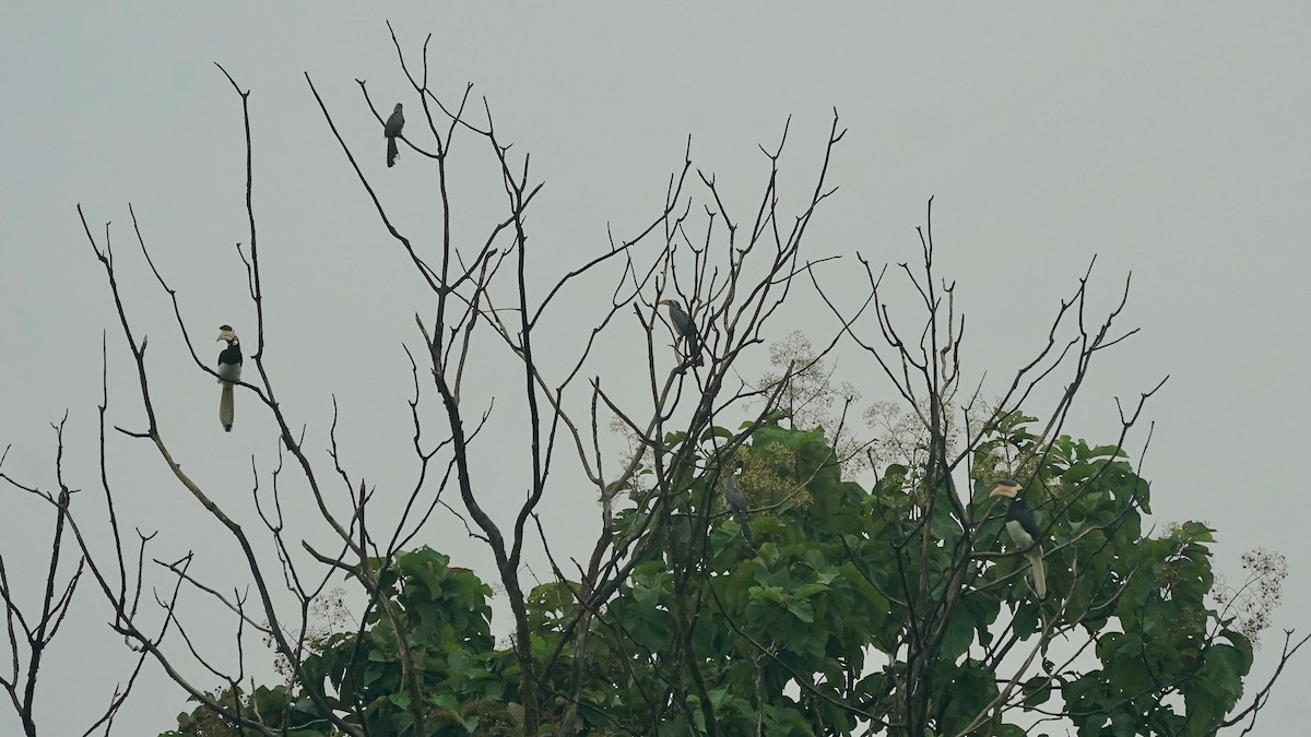 Malabar Pied-Hornbill - ML643056043