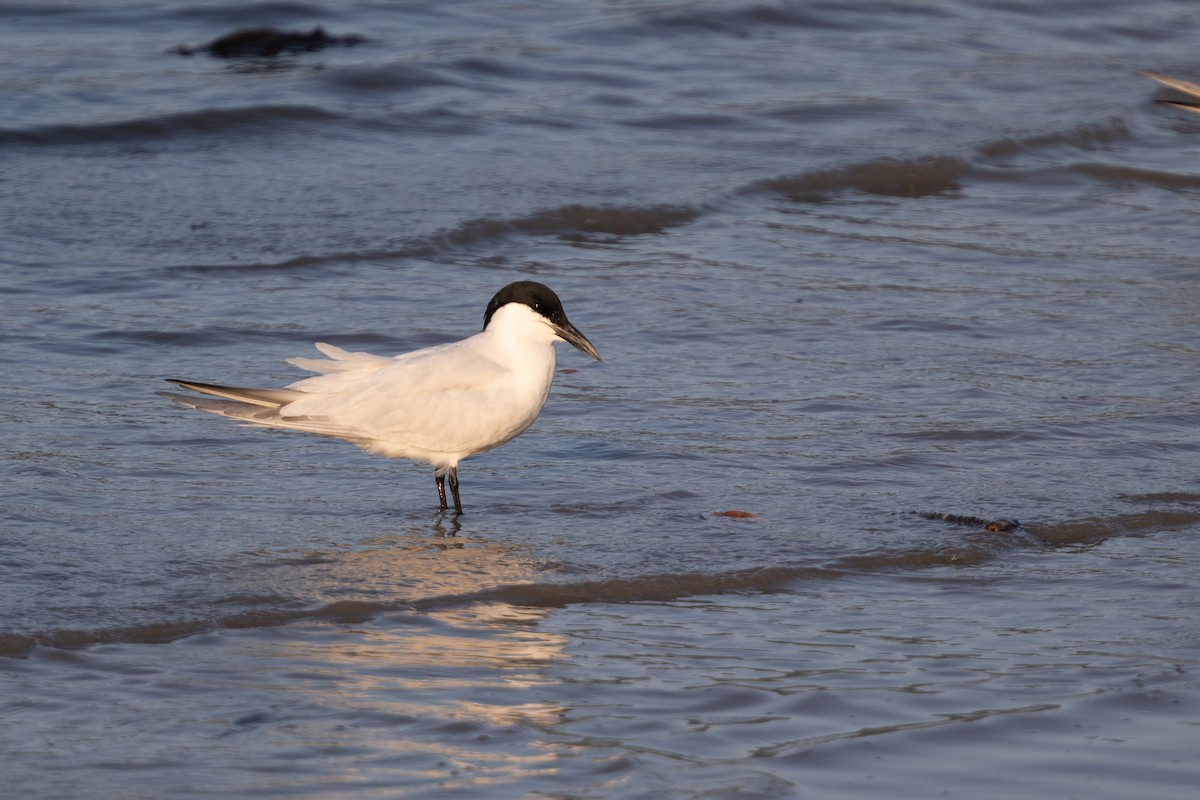 Australian Tern - ML643056063