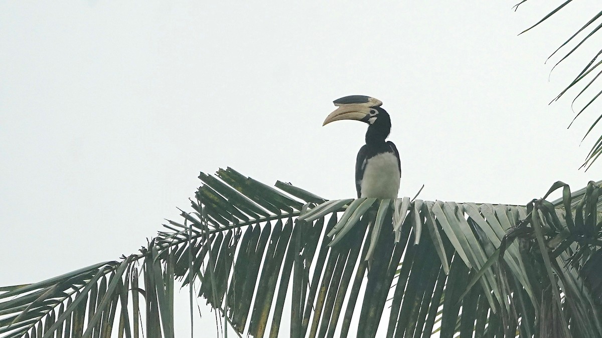 Malabar Pied-Hornbill - ML643056071